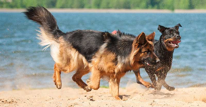 how big do german shepherd rottweilers get