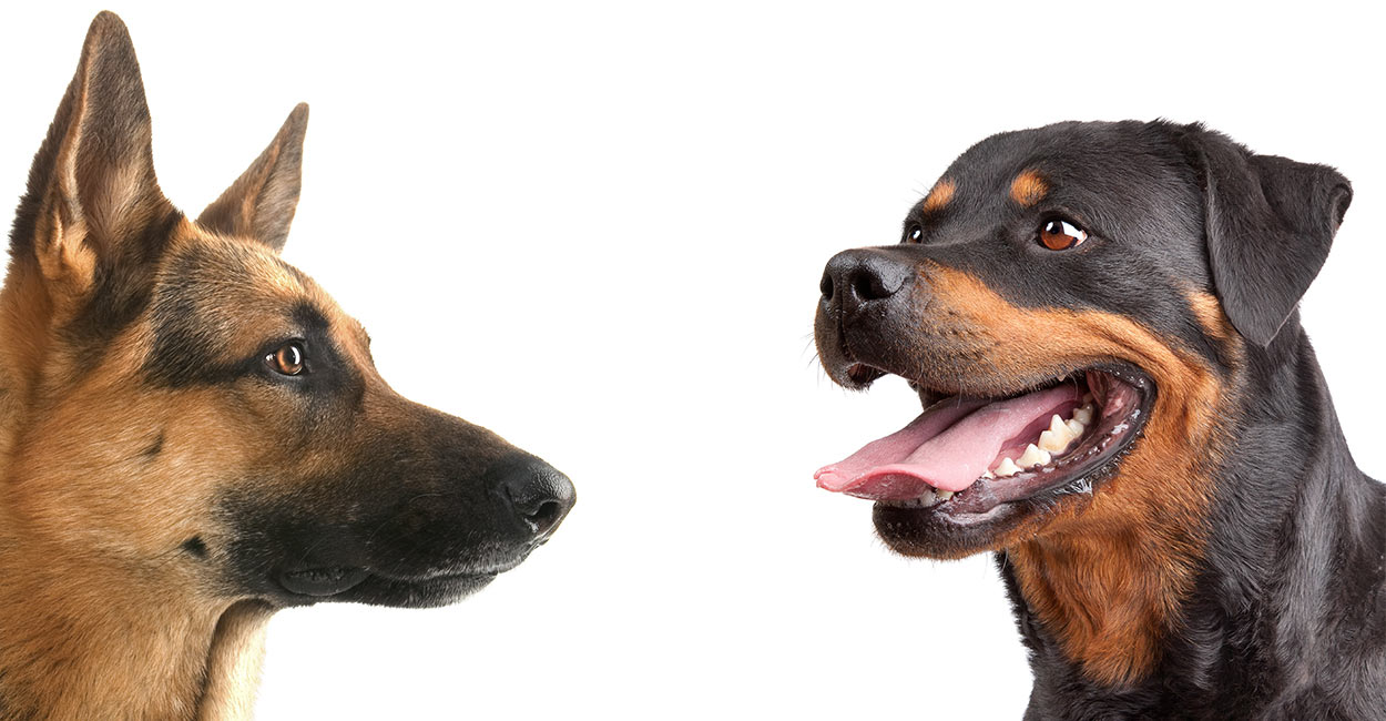 are rottweilers and german shepherds good together