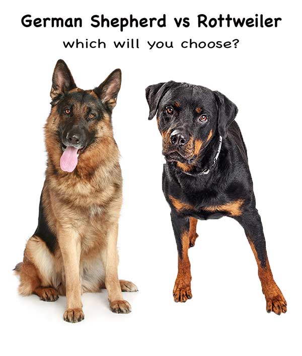 Rottweiler Vs German Shepherd Which Pet Is Right For Me