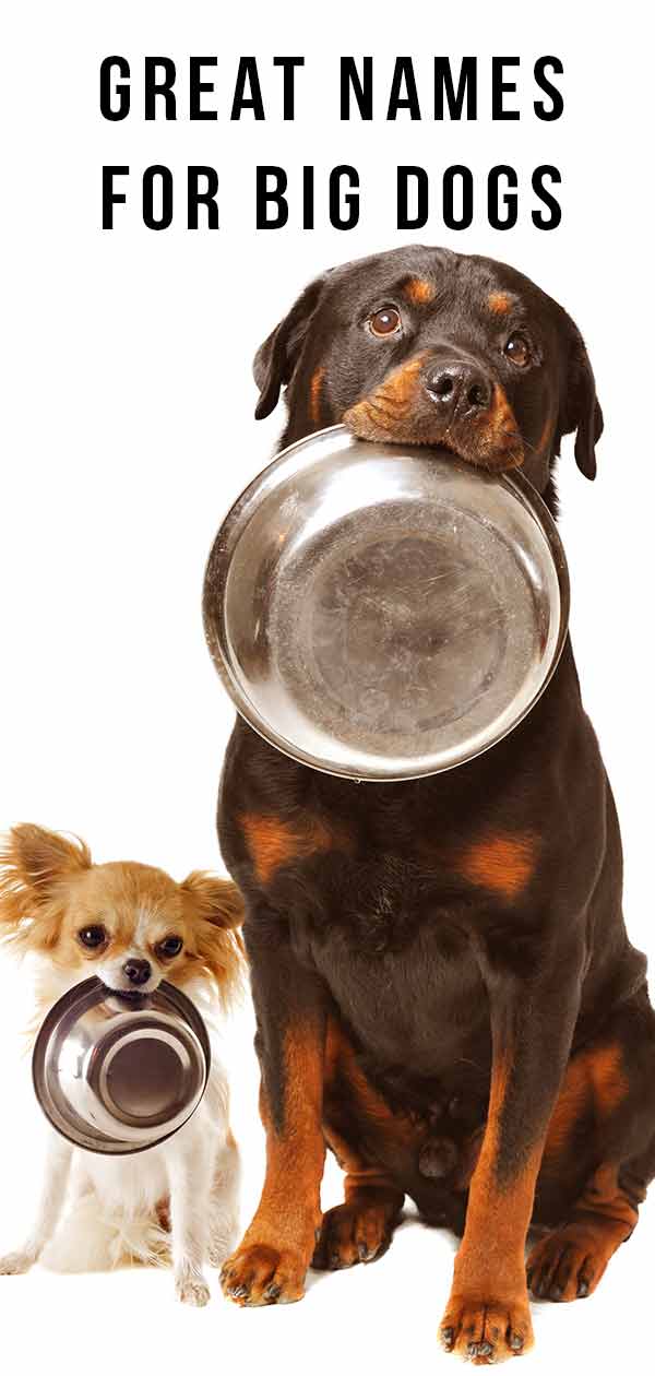 Big Dog Names To Match Their Large Size And Massive Personalities