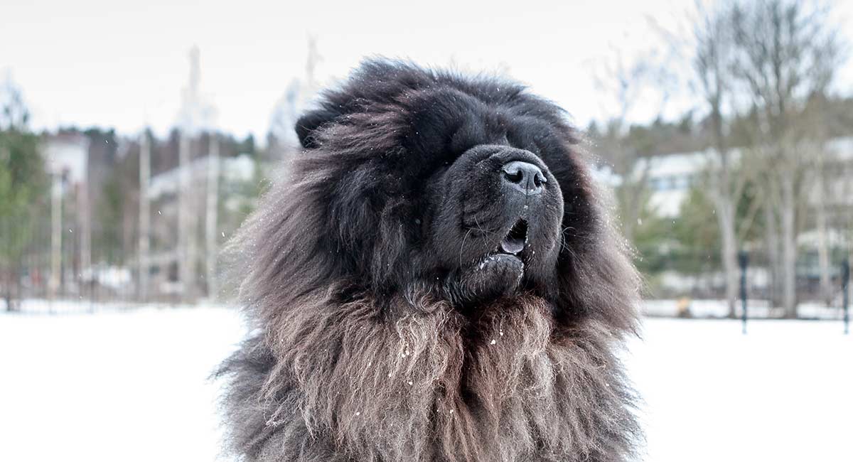 adult chow chow lab mix