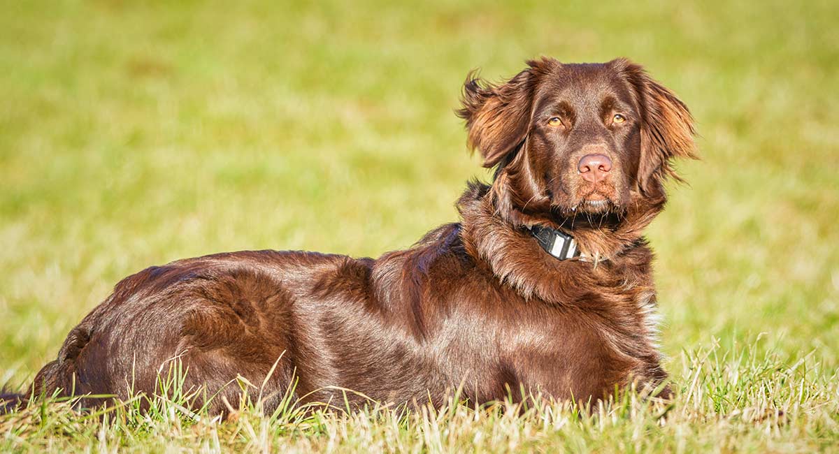 Lab Setter Mix When The Irish Setter And Labrador Are Combined Dogsnet Com