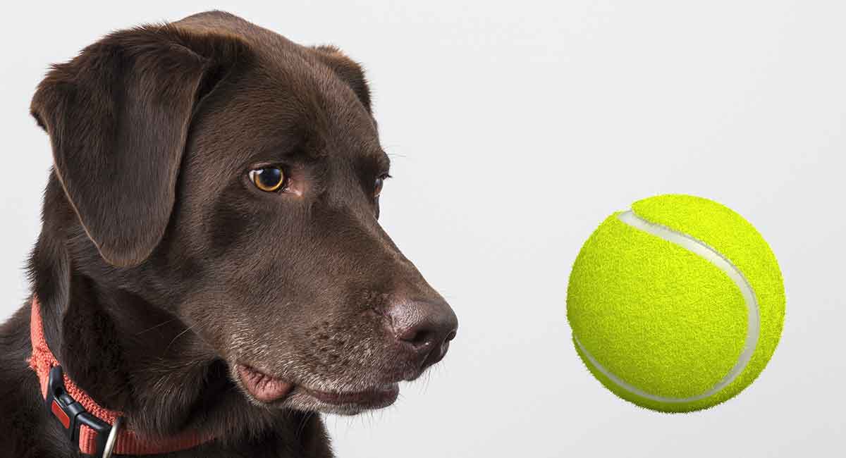 dog ate foam ball