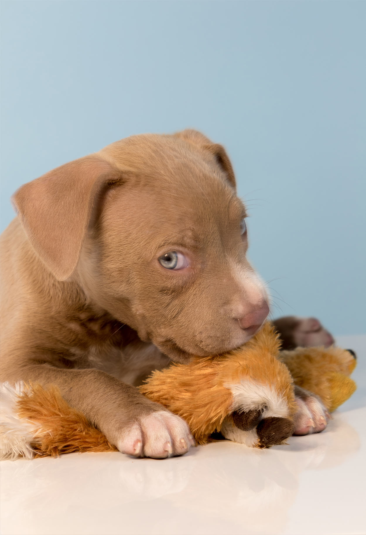 Pit Bull Chocolate Lab Mix