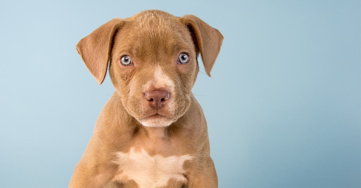 black lab pit puppy