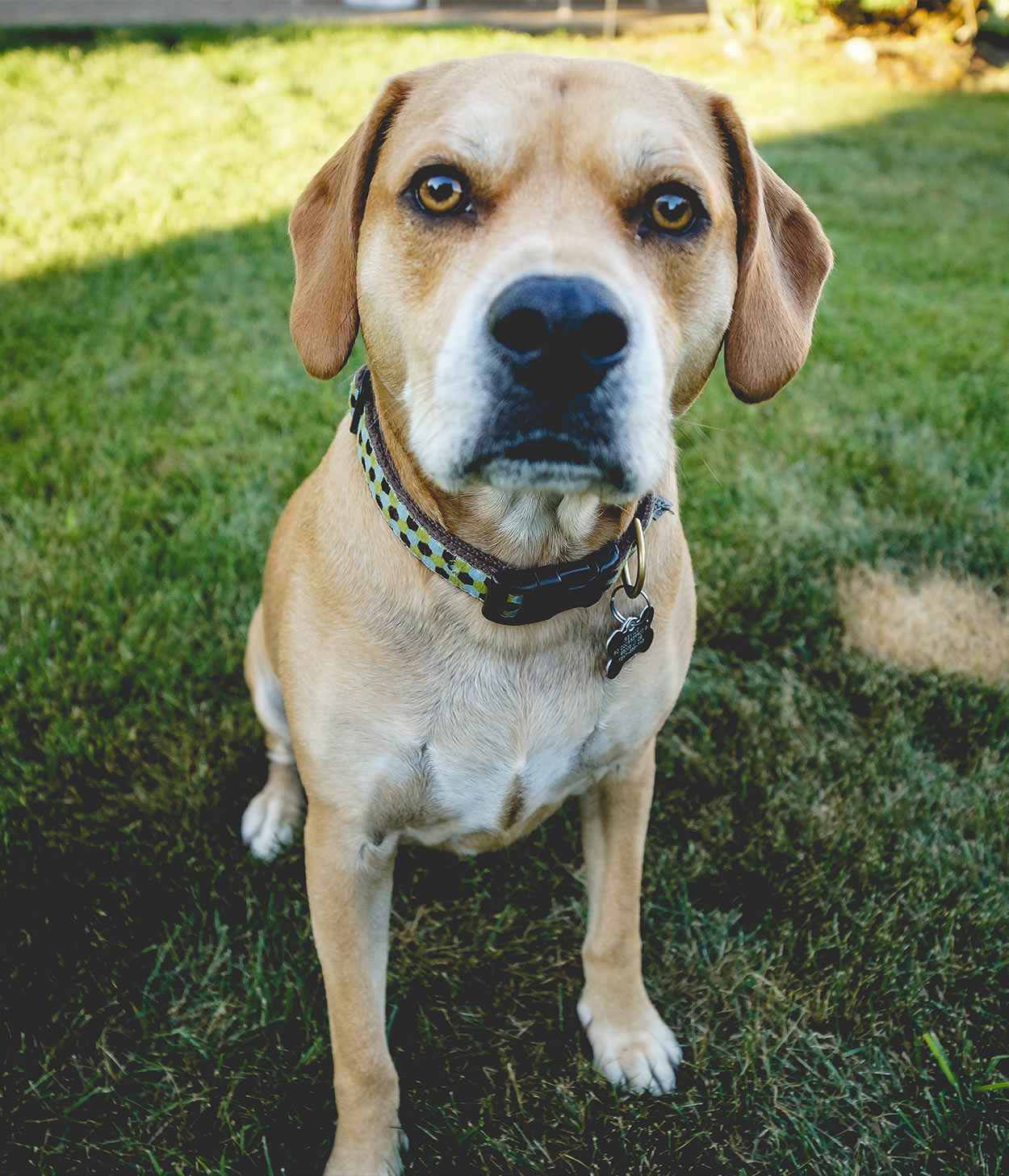 Pitbull Lab Mix When Two Different Doggy Personalities Combine