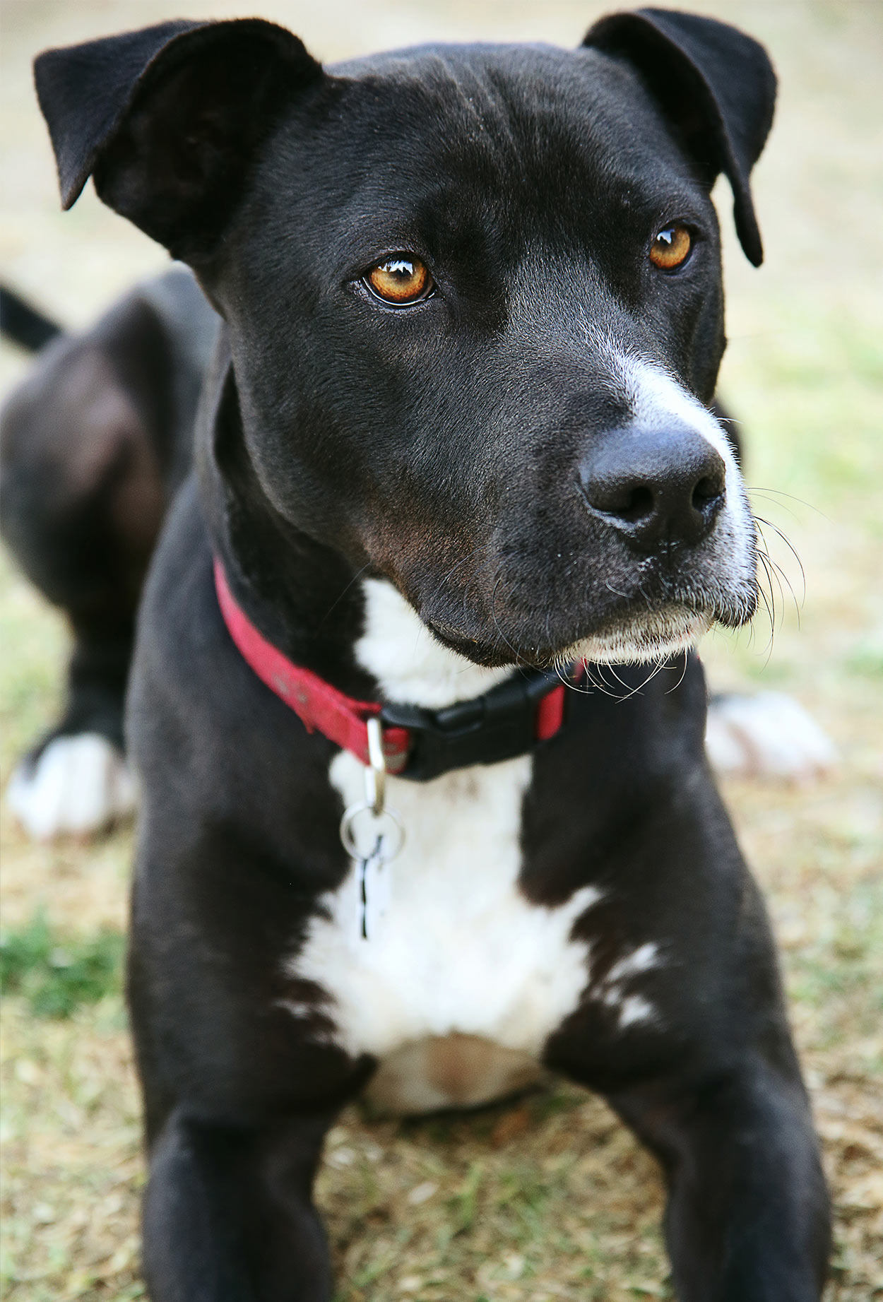 black lab and pit mix