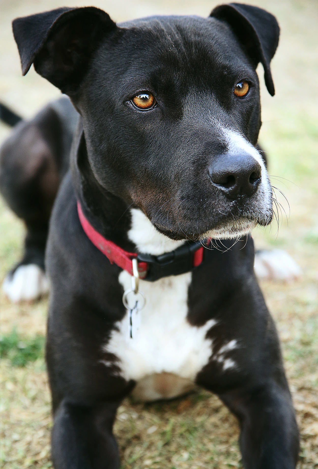 Pit Bull Mix Pitbull Mixes And Variations Leo L wchen Pit Bull Mix Pitbull Mixes And Variations Leo L wchen