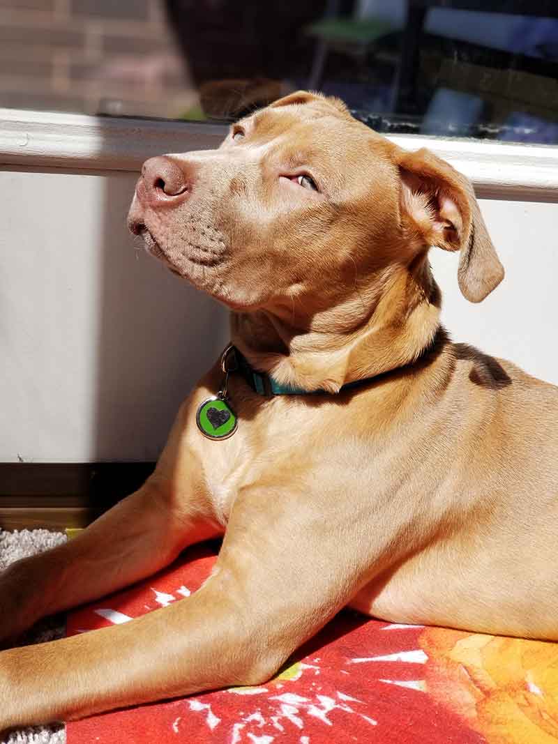 how long does a red nose pitbull live? 2