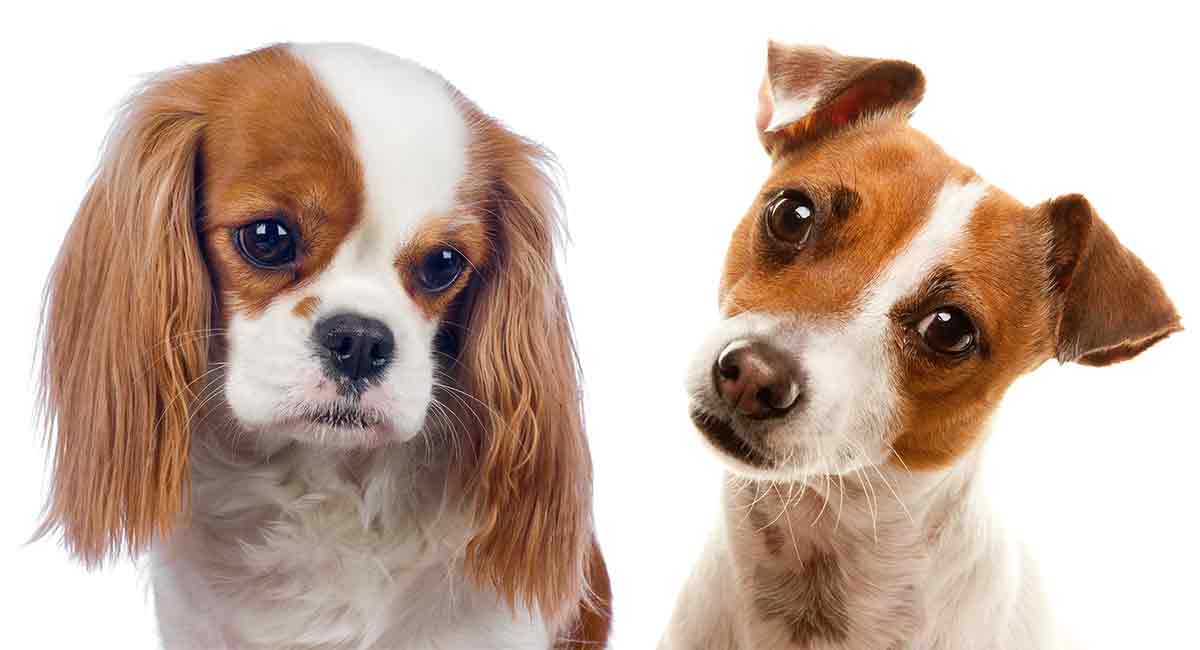 Cavalier cross best sale breeds for sale