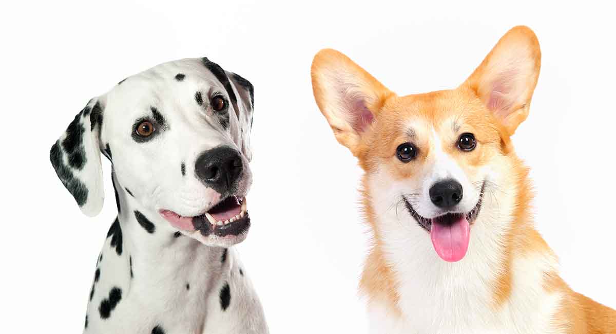 dalmatian and corgi mix