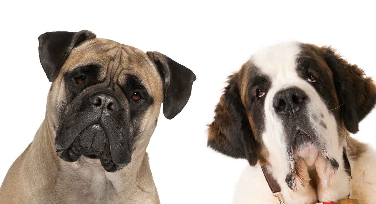 what is a st bernard bullmastiff