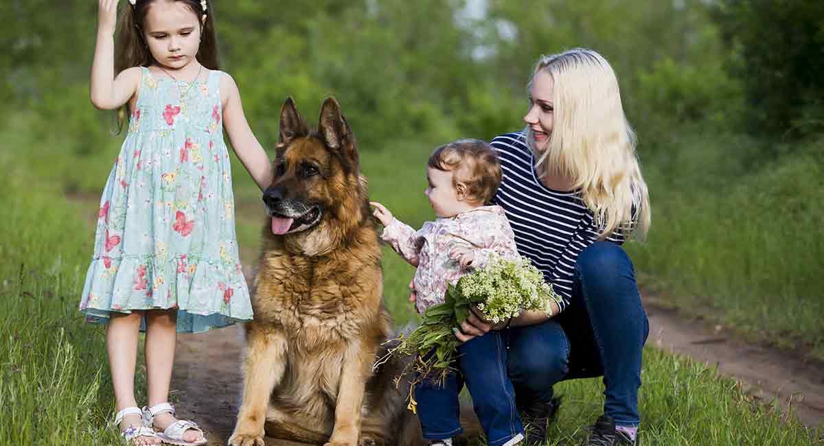 are german shepherds good kid dogs