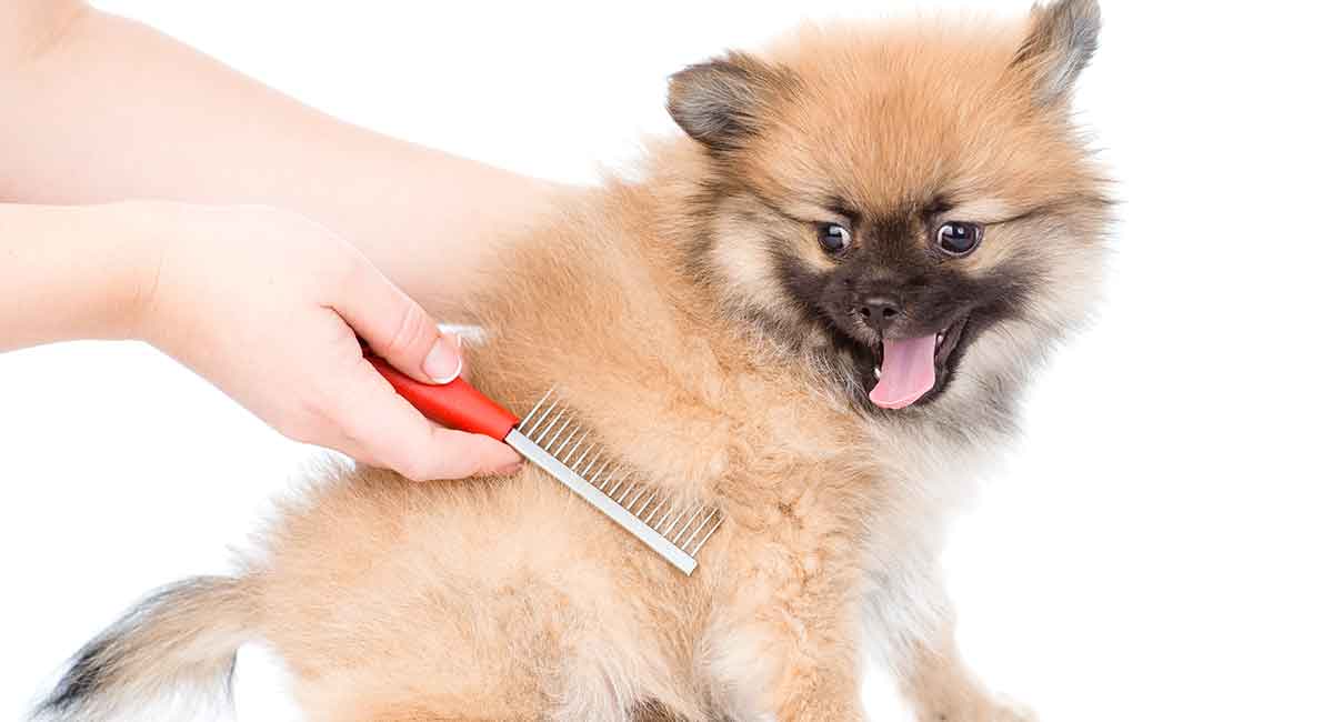 pomeranian grooming brush