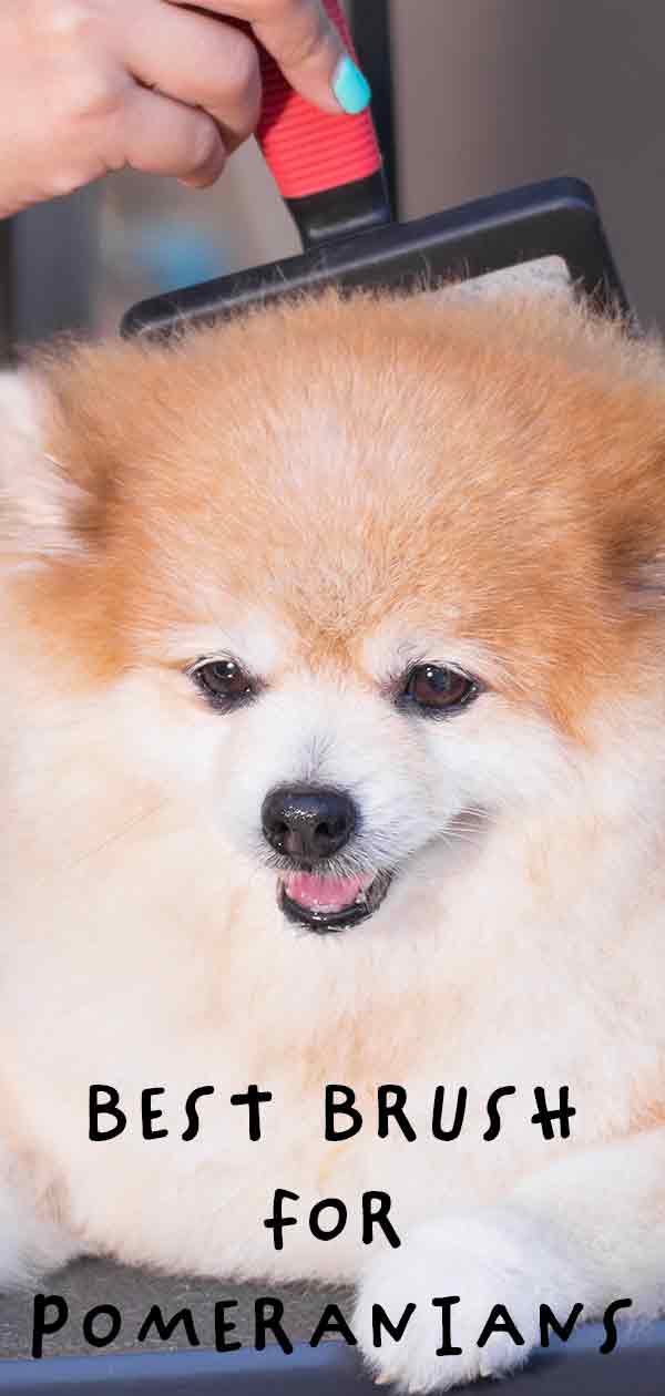 best brush for pomeranian coat