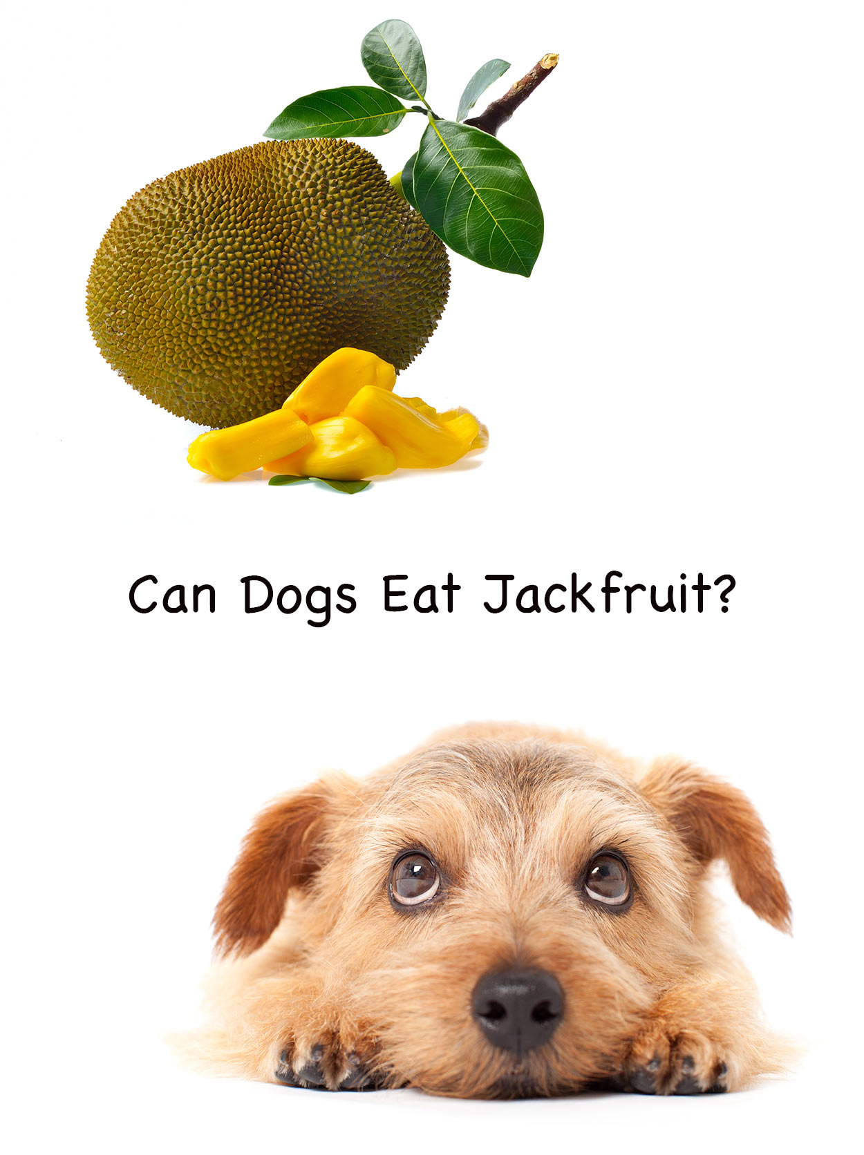 can dogs eat jackfruit