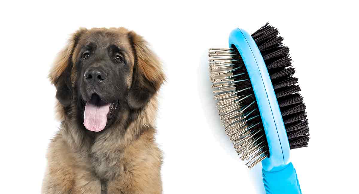 best brush for a leonberger