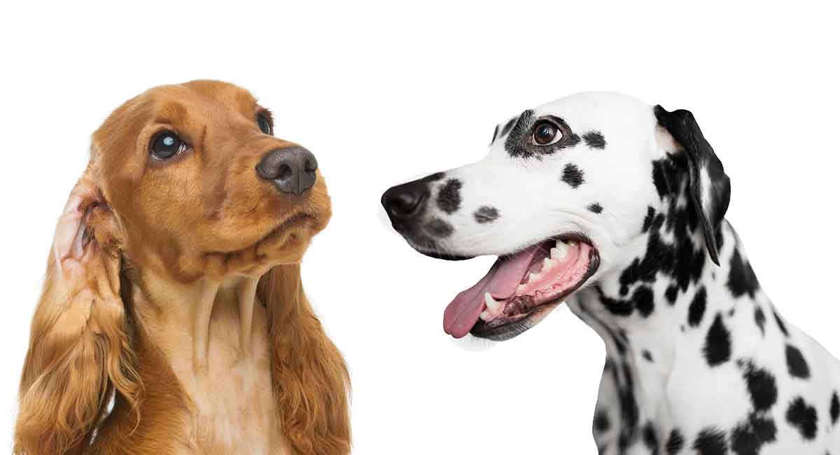 dalmatian spaniel puppies