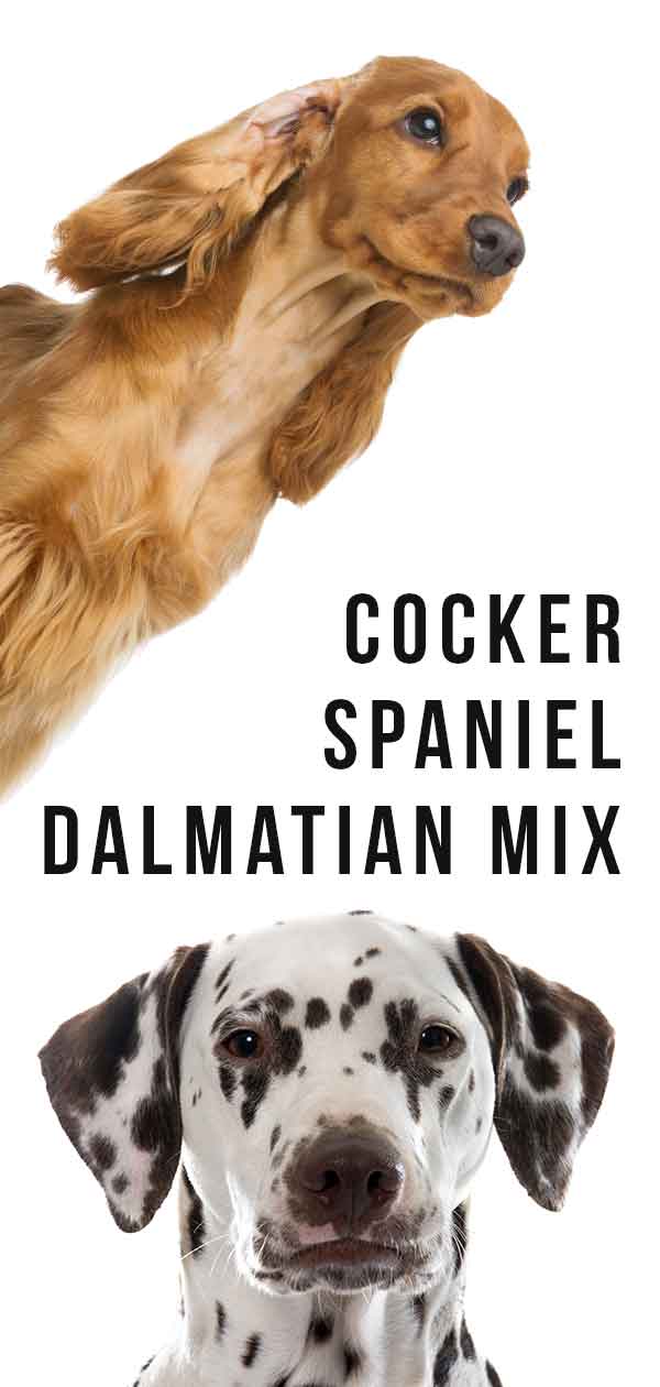 cocker spaniel dalmatian mix