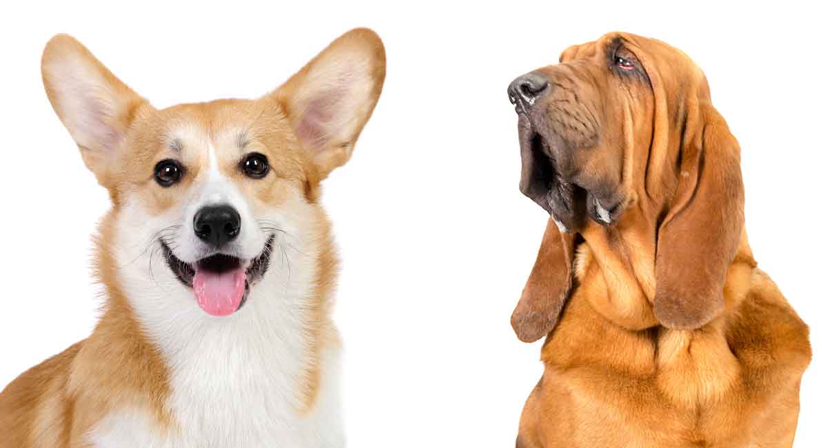 vest dygtige Clancy Corgi Bloodhound Mix – When the Welsh Corgi Meets the Bloodhound