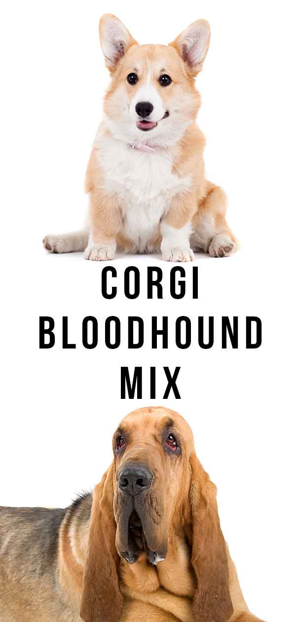 corgi bloodhound mix