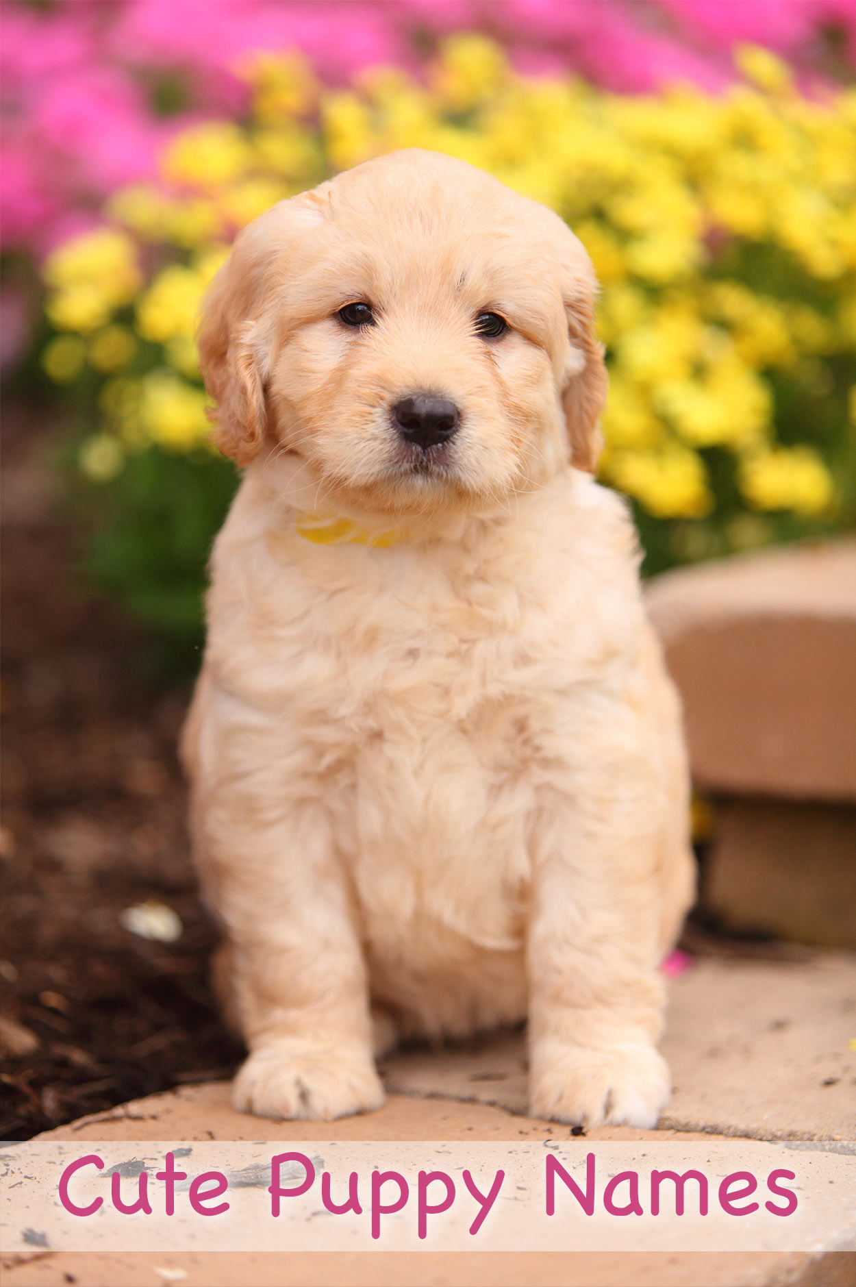 Cute Puppy Names - Adorable Ideas For Naming Your Puppy