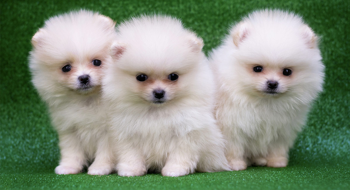 cute and adorable puppies