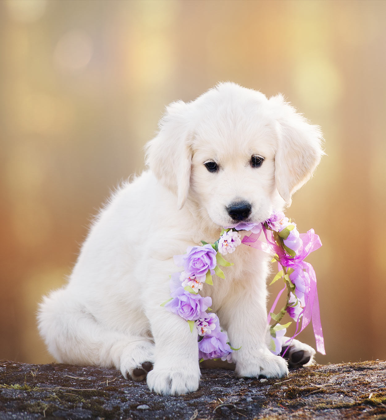 Cute Puppy Names - Adorable Ideas For Naming Your Puppy