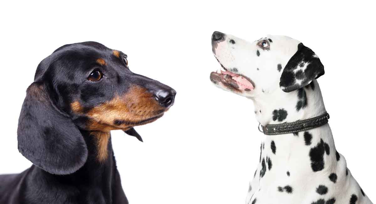 dalmatian x dachshund