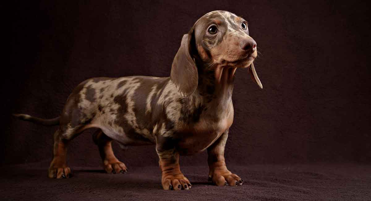 dachshund with white chest