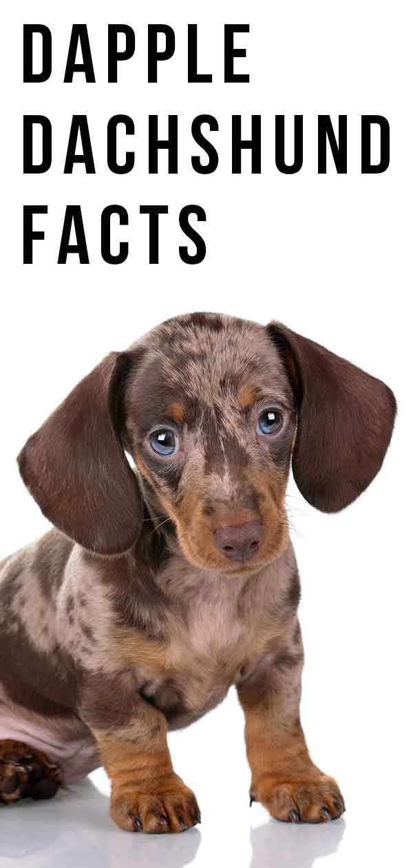 Dapple Dachshund – What This Coloring Means for Your Pet