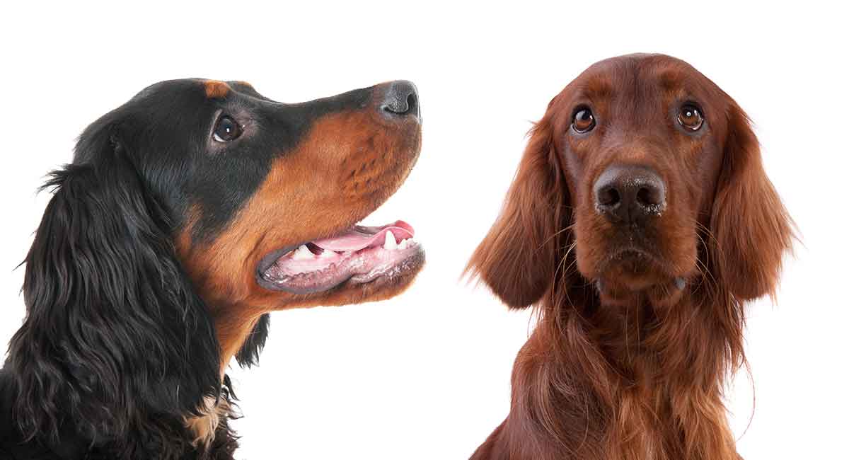 are gordon setter the most intelligent dogs