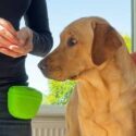 yellow lab looking a woman wearing a green silicone dog training treat pouch