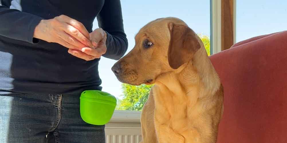 yellow lab looking a woman wearing a green silicone dog training treat pouch