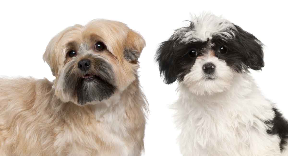 Havanese Vs Shih Tzu