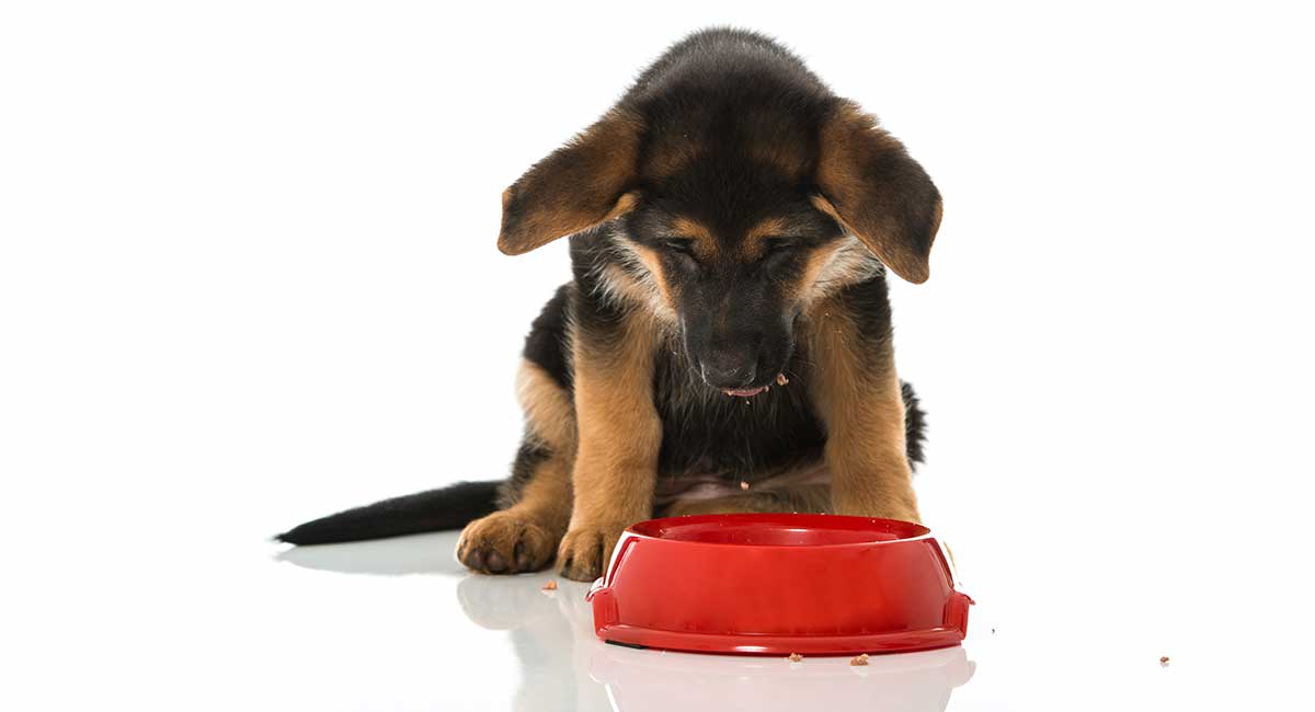 how many calories does a german shepherd puppy need