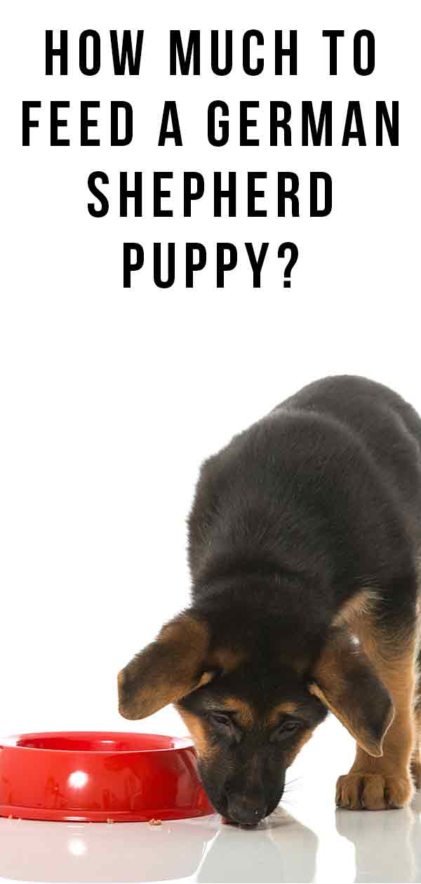 How Much To Feed A German Shepherd Puppy Our Guide