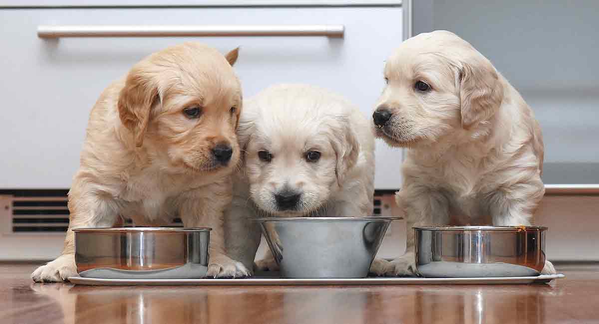 how much to feed a golden retriever puppy