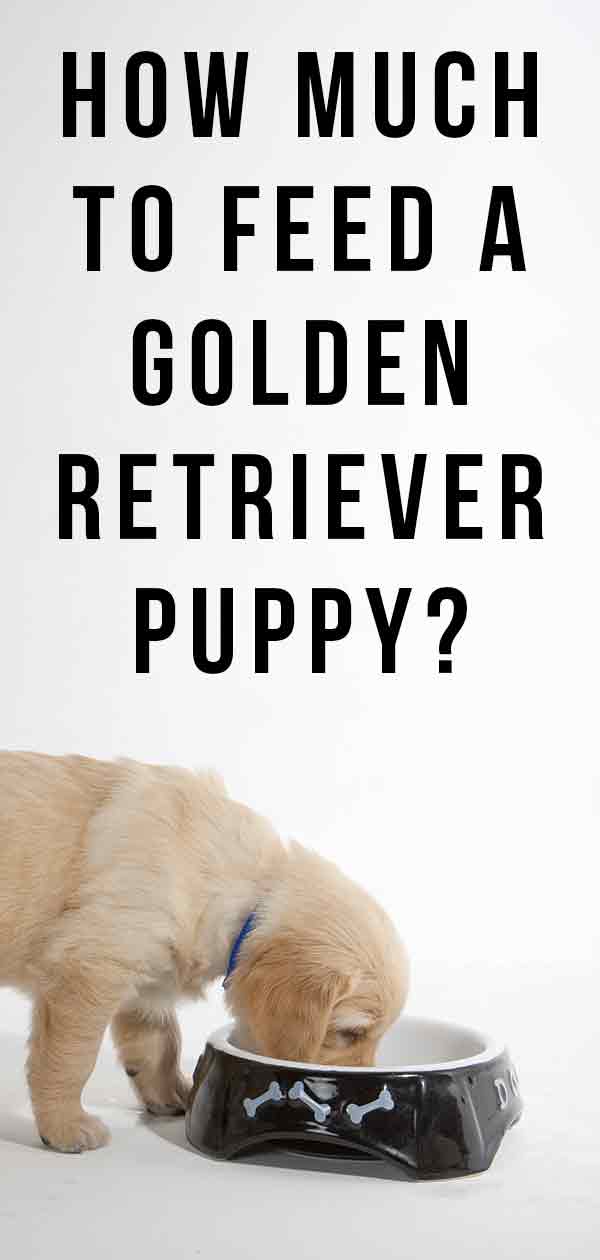 How Much To Feed A Golden Retriever Puppy Your Questions Answered