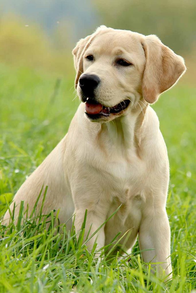 how much food do you feed a lab puppy