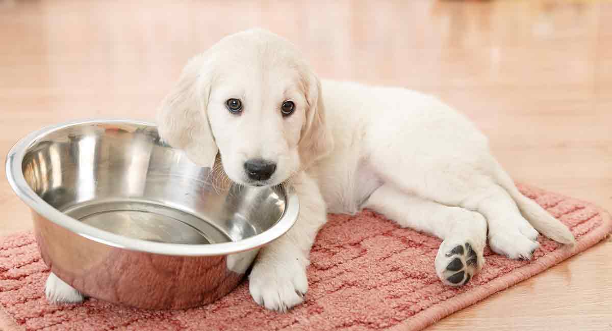 7 week old lab puppy feeding