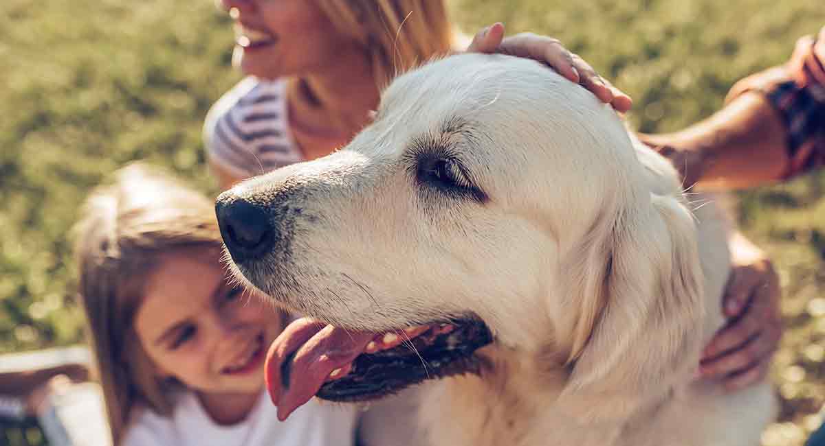 is a golden retriever a good family dog