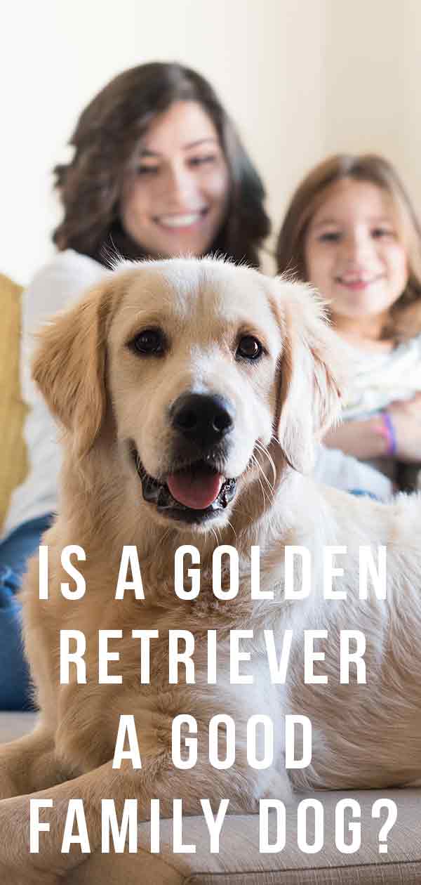 is golden retriever a good family dog
