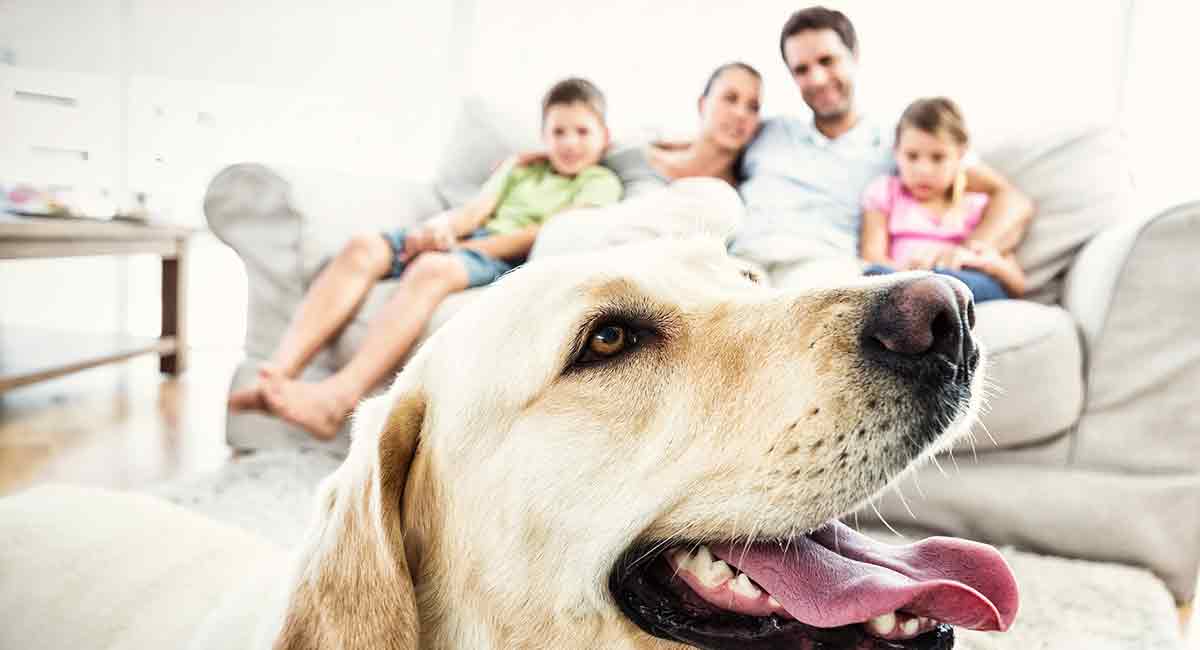 is a labrador a good family dog