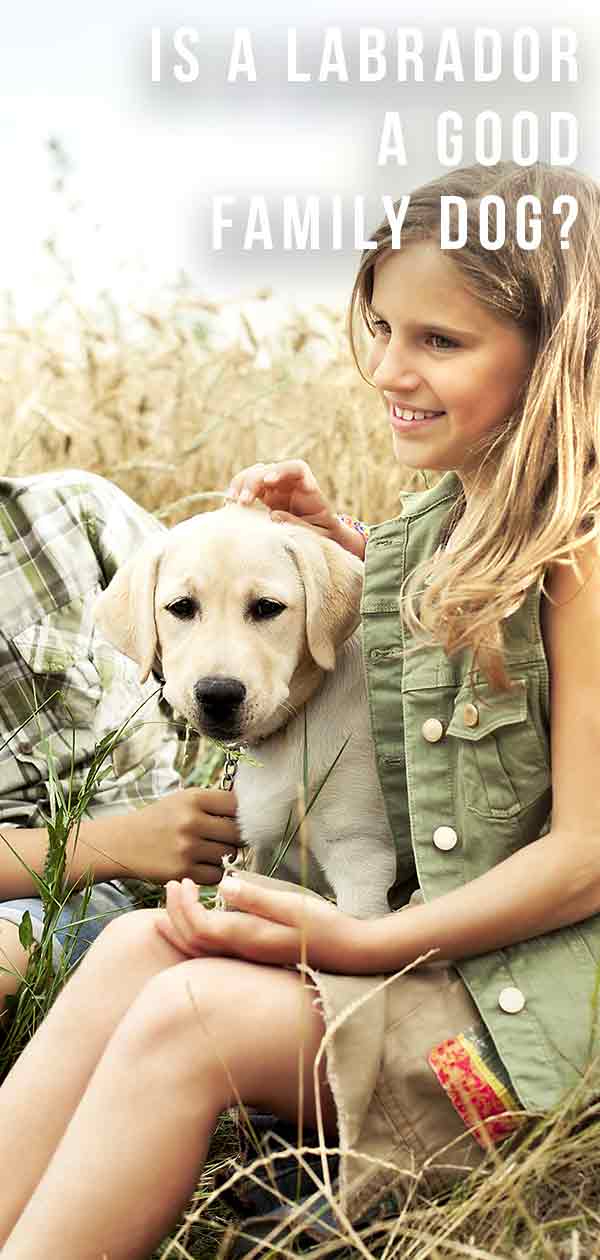 are labs the best family dogs