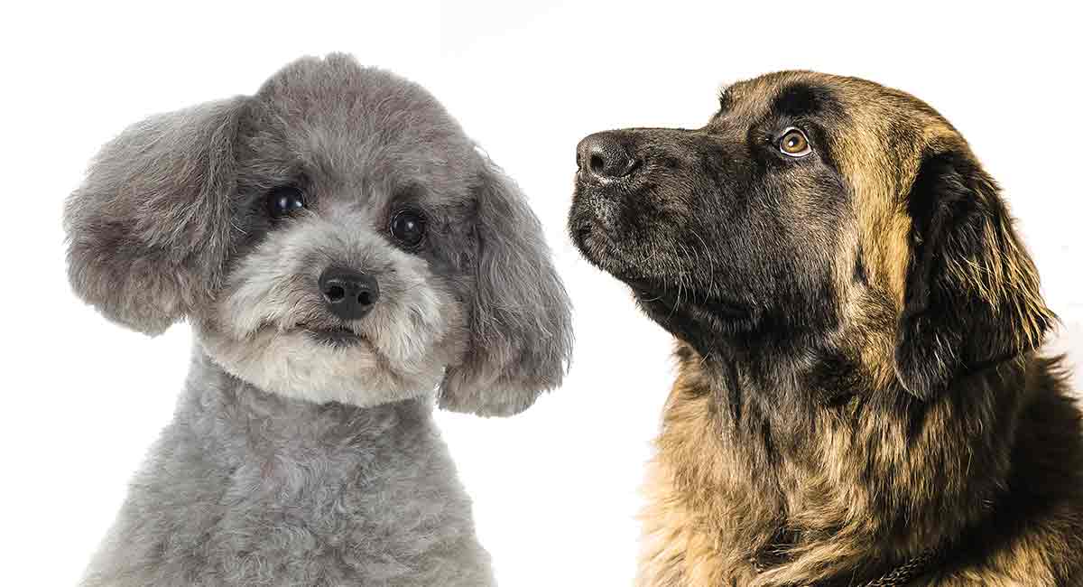 leonberger cross puppies