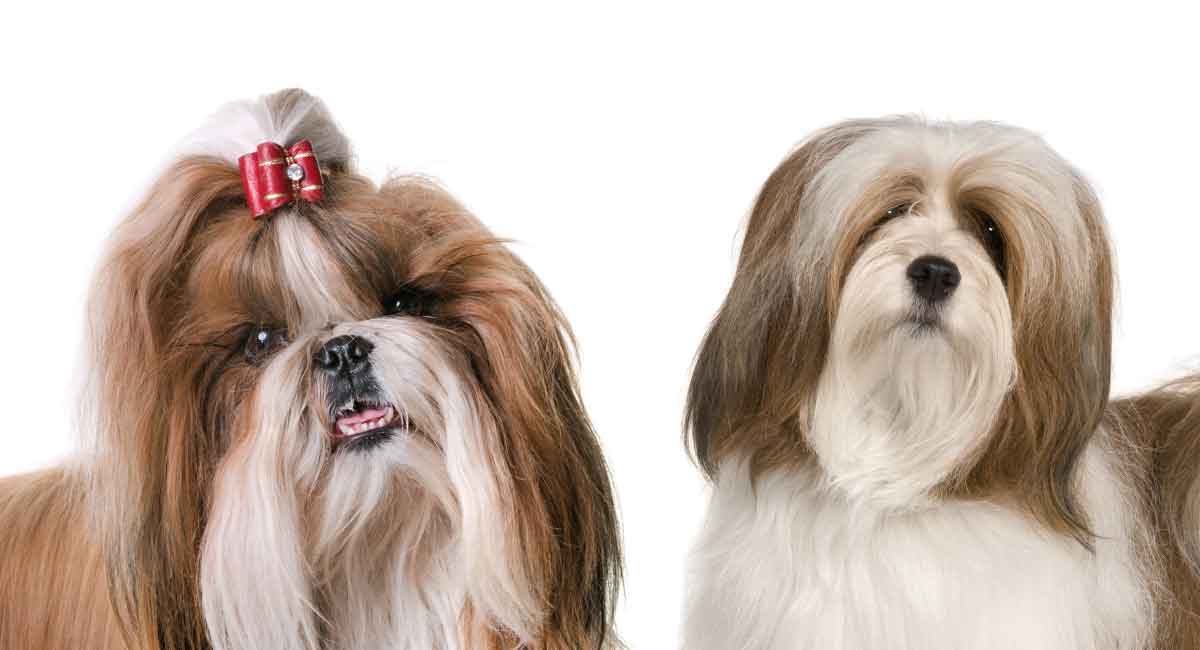 lhasa apso vs shih tzu