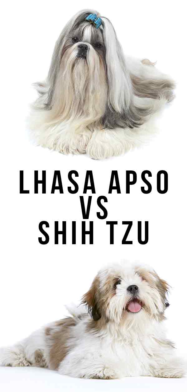 Lhasa Apso vs Shih Tzu Do You Know How to Tell Which Is
