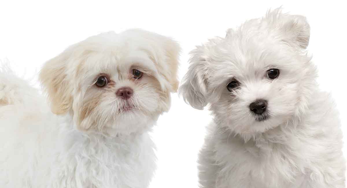 maltese shih tzu puppies