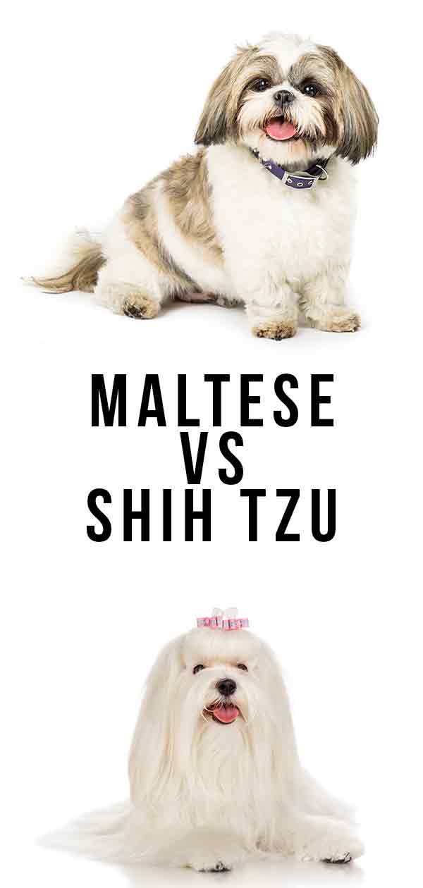 maltese vs shih tzu